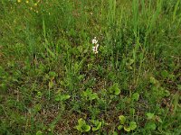 Pyrola rotundifolia 24, Rond wintergroen, Saxifraga-Hans Boll