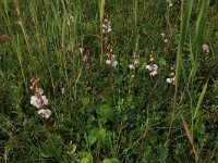 Pyrola rotundifolia 30, Rond wintergroen, Saxifraga-Hans Boll