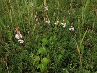 Pyrola rotundifolia 33, Rond wintergroen, Saxifraga-Hans Boll