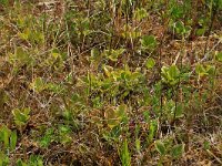 Pyrola rotundifolia 39, Rond wintergroen, Saxifraga-Hans Boll