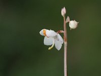 Pyrola rotundifolia 48, Rond wintergroen, Saxifraga-Hans Dekker