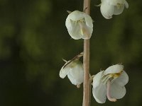 Pyrola rotundifolia 5, Rond wintergroen, Saxifraga-Jan van der Straaten