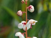 Pyrola rotundifolia 52, Rond wintergroen, Saxifraga-Hans Dekker