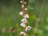 Pyrola rotundifolia 53, Rond wintergroen, Saxifraga-Hans Dekker