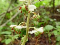 Pyrola rotundifolia 59, Rond wintergroen, Saxifraga-Hans Grotenhuis