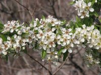 Pyrus amygdaliformis 2, Saxifraga-Jasenka Topic