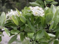 Pyrus amygdaliformis 3, Saxifraga-Rutger Barendse