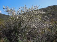 Pyrus bourgaeana 3, Saxifraga-Ed Stikvoort