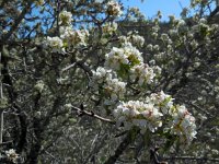 Pyrus bourgaeana 4, Saxifraga-Ed Stikvoort