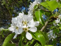 Pyrus communis 2, Peer, Saxifraga-Rutger Barendse