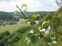 Pyrus pyraster 3, Saxifraga-Rutger Barendse