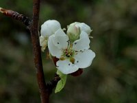 Pyrus spinosa 2, Saxifraga-Marijke Verhagen