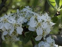 Pyrus spinosa 4, Saxifraga-Willem van Kruijsbergen