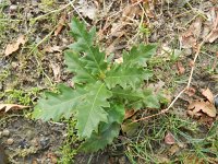 Quercus cerris 10, Moseik, Saxifraga-Peter Meininger