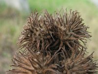 Quercus cerris 2, Moseik, Saxifraga-Rutger Barendse