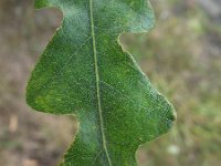 Quercus cerris 5, Moseik, Saxifraga-Rutger Barendse