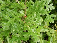 Quercus cerris 6, Moseik, Saxifraga-Peter Meininger