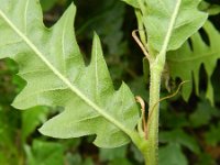 Quercus cerris 9, Moseik, Saxifraga-Peter Meininger