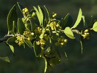 Quercus coccifera 13, Saxifraga-Willem van Kruijsbergen