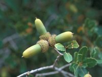 Quercus coccifera 17, Saxifraga-Jan van der Straaten