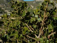 Quercus coccifera 25, Saxifraga-Ed Stikvoort