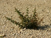 Quercus coccifera 4, Saxifraga-Dirk Hilbers