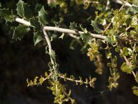 Quercus coccifera 5, Saxifraga-Jan van der Straaten