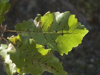 Quercus faginea 10, Saxifraga-Jan van der Straaten