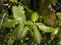 Quercus faginea 14, Saxifraga-Willem van Kruijsbergen