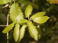 Quercus faginea 7, Saxifraga-Jan van der Straaten