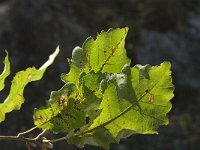 Quercus faginea 9, Saxifraga-Jan van der Straaten