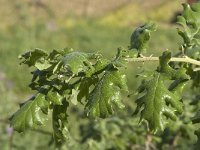 Quercus frainetto 2, Saxifraga-Jan van der Straaten