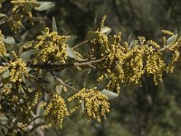 Quercus ilex 12, Saxifraga-Jan van der Straaten