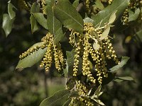 Quercus ilex 13, Saxifraga-Jan van der Straaten