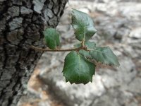 Quercus ilex 16, Saxifraga-Ed Stikvoort