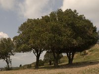 Quercus ilex 4, Saxifraga-Jan van der Straaten