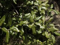 Quercus ilex 6, Saxifraga-Jan van der Straaten