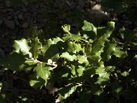 Quercus ilex 7, Saxifraga-Jan van der Straaten