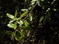 Quercus ilex 9, Saxifraga-Jan van der Straaten