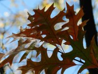 Quercus palustris 2, Moeraseik, Saxifraga-Rutger Barendse