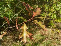 Quercus palustris 3, Moeraseik, Saxifraga-Rutger Barendse