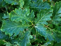 Quercus petraea 6, Wintereik, Saxifraga-Hans Dekker