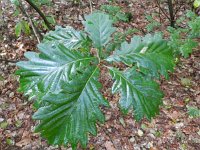 Quercus petraea 8, Wintereik, Saxifraga-Rutger Barendse