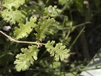 Quercus pubescens 14, Saxifraga-Jan van der Straaten