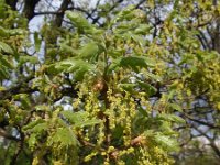 Quercus pubescens 16, Saxifraga-Jan Willem Jongepier