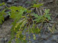 Quercus pubescens 2, Saxifraga-Marijke Verhagen