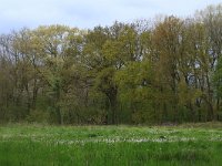 Quercus robur 14, Zomereik, Saxifraga-Hans Boll