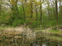 Quercus robur 16, Zomereik, Saxifraga-Hans Boll