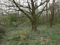 Quercus robur 21, Zomereik, Saxifraga-Hans Boll