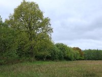 Quercus robur 34, Zomereik, Saxifraga-Hans Boll